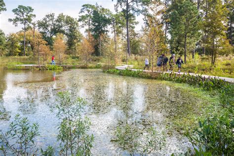  Zakopane w Houston? Nie! Odkryj Fascynujące Houston Arboretum & Nature Center!